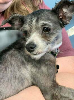 Miniature Poodle Dogs Available for Adoption - Lark | PetCurious