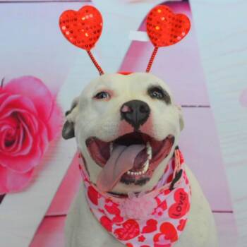 Rescue Pit Bull Terrier Dogs for Adoption in Austin, Texas - Aspen PF* | PetCurious