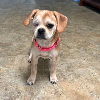 Monroe -  Pug and Beagle Dog for Adoption in Raleigh, North Carolina - Monroe | PetCurious