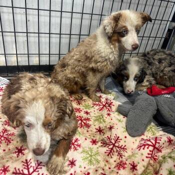 Cove -  Australian Shepherd Dog for Adoption in Normal, Illinois - Cove | PetCurious