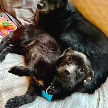 Jemma -  Scottish Terrier and Mixed Breed Dog for Adoption in Chicago, Illinois - Jemma | PetCurious