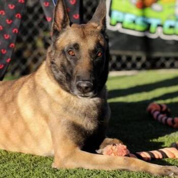 Khan -  Belgian Shepherd Malinois Dog for Adoption in Naperville, Illinois - Khan | PetCurious