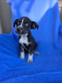 Puffin -  Australian Shepherd Dog for Adoption in Orland Park, Illinois - Puffin | PetCurious