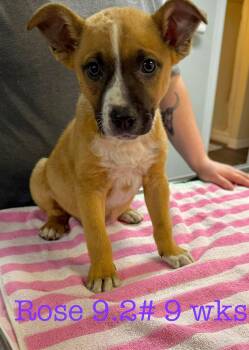 Labrador Retriever and Terrier Dogs Available for Adoption in Semmes, Alabama - Rose | PetCurious