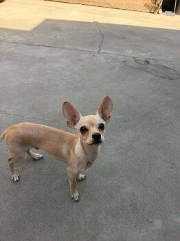 Rango -  Chihuahua Dog for Adoption in Visalia, California - Rango | PetCurious