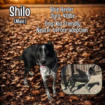 Rescue Australian Cattle Dog Blue Heeler Dogs for Adoption in Lancaster, Kentucky - Shilo | PetCurious