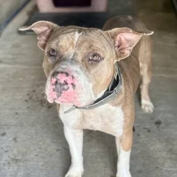 Sammy -  Pit Bull Terrier Dog for Adoption in East St. Louis, Illinois - Sammy | PetCurious