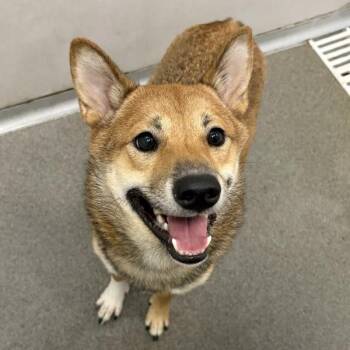 Yoshi -  Shiba Inu Dog for Adoption in Des Moines, Iowa - Yoshi | PetCurious