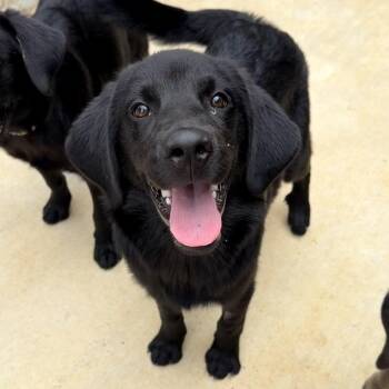 Cookie Monster -  Mixed Breed Dog for Adoption in Parrish, Alabama - Cookie Monster | PetCurious