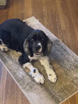 Rescue Cocker Spaniel Dogs for Adoption in Parker, Colorado - Hunter K 25084 | PetCurious