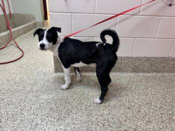 CURLY Q -  Terrier and Mixed Breed Dog for Adoption in Colorado Springs, Colorado - CURLY Q | PetCurious