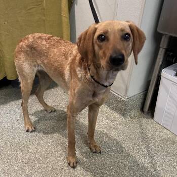 Penny - Costa Mesa Location -  Curly Coated Retriever and Mixed Breed Dog for Adoption in Chino Hills, California - Penny - Costa Mesa Location | PetCurious