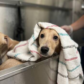 Rescue Hound Dogs for Adoption in Lynchburg, Virginia - Haddock | PetCurious