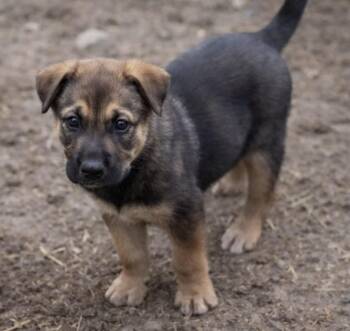 Shepherd Dogs Available for Adoption in Batesville, Arkansas - Teddy | PetCurious