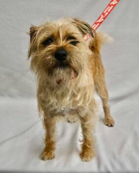 Brussels Griffon and Affenpinscher Dogs Available for Adoption in Palo Alto, California - Netflix | PetCurious