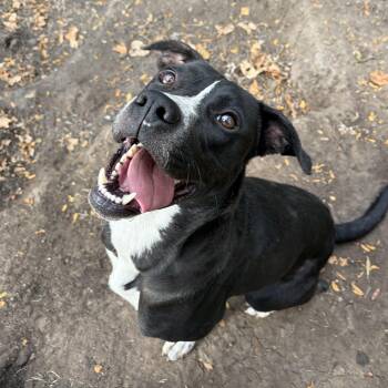 Perry (FOSTER NEEDED) -  Terrier and Border Collie Dog for Adoption in Melbourne, Kentucky - Perry (FOSTER NEEDED) | PetCurious