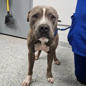Mongo -  Mixed Breed Dog for Adoption in Greenville, South Carolina - Mongo | PetCurious