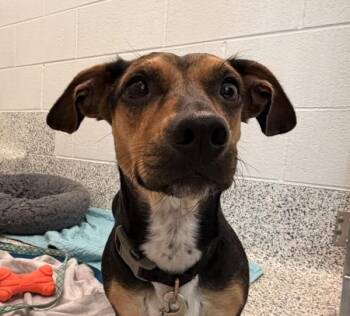 Gracie -  Dachshund and Chihuahua Dog for Adoption in Golden, Colorado - Gracie | PetCurious