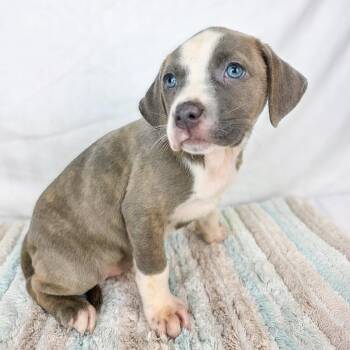 Terrier Dogs Available for Adoption in Lufkin, Texas - Raspberry | PetCurious