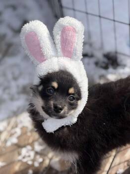 Pomeranian and Chihuahua Dogs Available for Adoption - Ravioli | PetCurious