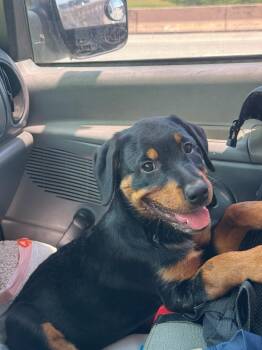 Raven -  Rottweiler Dog for Adoption in Plano, Texas - Raven | PetCurious