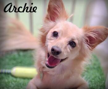 Rescue Pomeranian and Chihuahua Dogs for Adoption in Anaheim, California - Archie | PetCurious