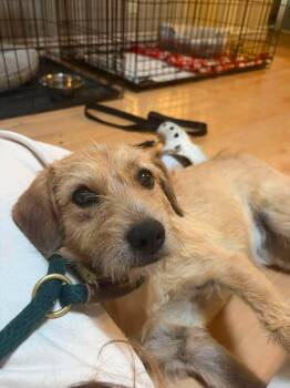 Hoho -  Cairn Terrier Dog for Adoption in Phoenix, Arizona - Hoho | PetCurious