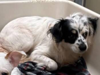 Buster -  Chihuahua and Papillon Dog for Adoption in Parrish, Florida - Buster | PetCurious