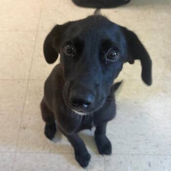 Abilene -  Labrador Retriever Dog for Adoption in Austin, Texas - Abilene | PetCurious