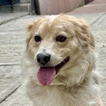 Corgi and Maltese Dogs Available for Adoption in Langley Township, British Columbia - OTTO | PetCurious