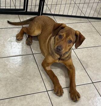 Mixed Breed Dogs Available for Adoption in Chelmsford, Massachusetts - Blair Bear | PetCurious