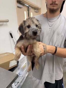 Phantom -  Yorkshire Terrier and Dachshund Dog for Adoption in Pottstown, Pennsylvania - Phantom | PetCurious