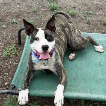 Boston Terrier and Pit Bull Terrier Dogs Available for Adoption in Aurora, Colorado - BUGSY | PetCurious