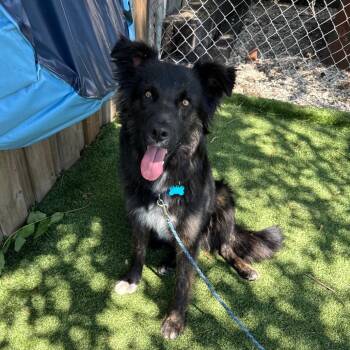 Woofie -  Retriever Dog for Adoption in Chicago, Illinois - Woofie | PetCurious