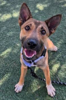 Fresca -  German Shepherd Dog Dog for Adoption in Sedalia, Colorado - Fresca | PetCurious