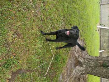 Blue -  Black Labrador Retriever Dog for Adoption in Salisbury, Maryland - Blue | PetCurious