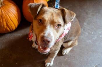 Hansel -  Terrier Dog for Adoption in Brunswick, Maine - Hansel | PetCurious