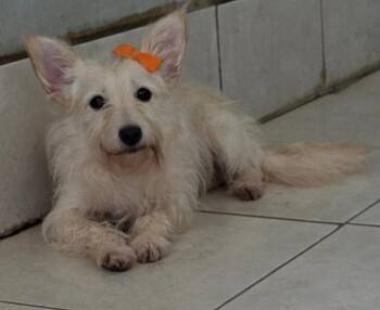 Sanddi -  Maltese and West Highland White Terrier Westie Dog for Adoption in Fallbrook, California - Sanddi | PetCurious