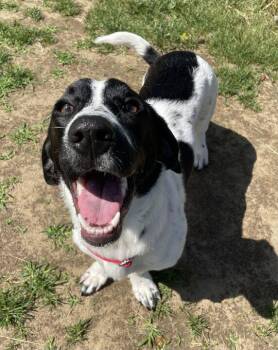 Bambi -  Basset Hound and Labrador Retriever Dog for Adoption in Jackson, Michigan - Bambi | PetCurious