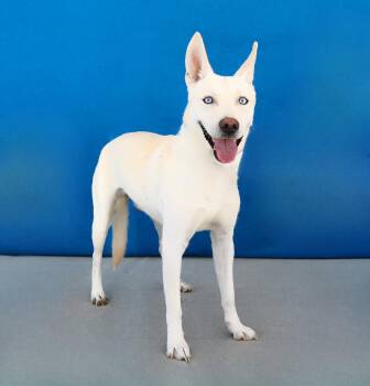 COOPER -  German Shepherd Dog Dog for Adoption in Pasadena, California - COOPER | PetCurious
