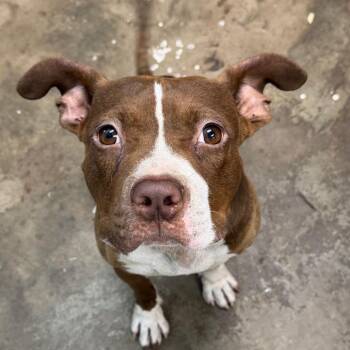 Noggin -  Pit Bull Terrier Dog Available for Adoption in Cleveland, Mississippi - Noggin | PetCurious