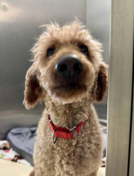 Rescue Poodle Dogs for Adoption in Kalamazoo, Michigan - Murphy | PetCurious