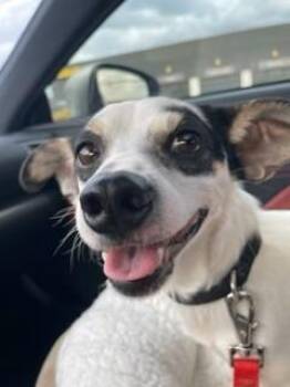 Mixed Breed Dogs Available for Adoption in Wichita, Kansas - Barney | PetCurious
