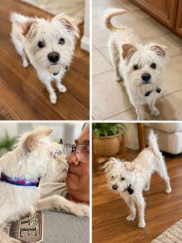 Kevin -  Terrier Dog for Adoption in Pomona, California - Kevin | PetCurious