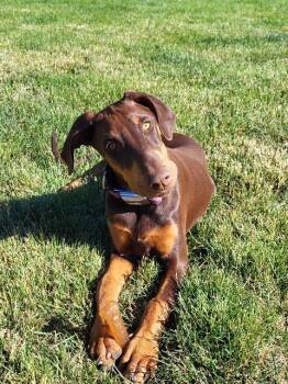 Brandy -  Doberman Pinscher Dog for Adoption in Carson City, Nevada - Brandy | PetCurious