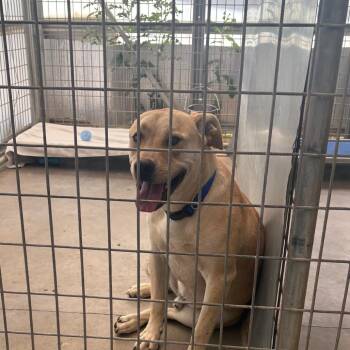 Yellow Labrador Retriever and Mixed Breed Dogs Available for Adoption in Taos, New Mexico - Charley | PetCurious
