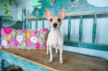 Bacardi -  Chihuahua and Mixed Breed Dog for Adoption in San Antonio, Texas - Bacardi | PetCurious