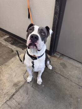 ADDIE -  Pit Bull Terrier and Mixed Breed Dog for Adoption in Ontario, California - ADDIE | PetCurious