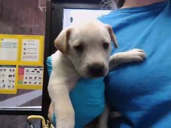 German Shepherd Dog and Mixed Breed Dogs Available for Adoption in Tulsa, Oklahoma - SHRIMP | PetCurious