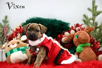 Rescue Terrier and Plott Hound Dogs for Adoption in Sevierville, Tennessee - Vixen | PetCurious